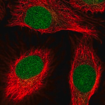 Anti-SCNM1 antibody produced in rabbit Prestige Antibodies&#174; Powered by Atlas Antibodies, affinity isolated antibody