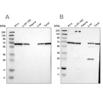 Anti-LTA4H antibody produced in rabbit Prestige Antibodies&#174; Powered by Atlas Antibodies, affinity isolated antibody, buffered aqueous glycerol solution, Ab2