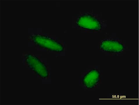 Anti-TRIM46 antibody produced in mouse purified immunoglobulin, buffered aqueous solution