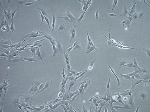 CNS-1 Rat Glioma Cell Line