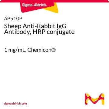 Sheep Anti-Rabbit IgG Antibody, HRP conjugate 1&#160;mg/mL, Chemicon&#174;