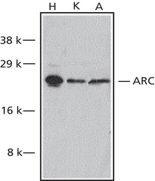 Anti-ARC, C-Terminal antibody produced in rabbit affinity isolated antibody, buffered aqueous solution