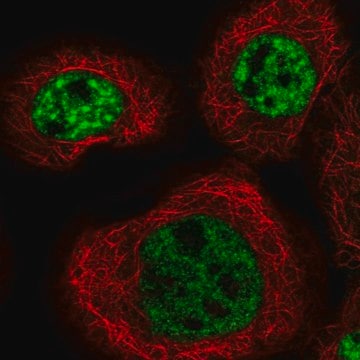 Anti-MFSD11 antibody produced in rabbit Prestige Antibodies&#174; Powered by Atlas Antibodies, affinity isolated antibody, buffered aqueous glycerol solution