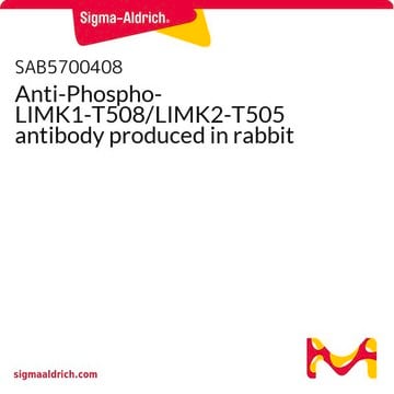 Anti-Phospho-LIMK1-T508/LIMK2-T505 antibody produced in rabbit