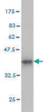 Monoclonal Anti-CLASP1 antibody produced in mouse clone 6A11, purified immunoglobulin, buffered aqueous solution