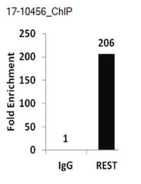 ChIPAb+ REST - ChIP Validated Antibody and Primer Set from rabbit