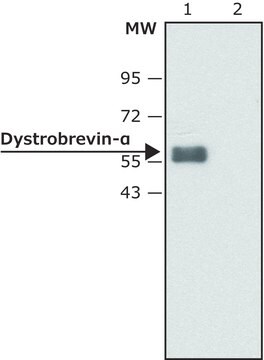 Anti-Dystrobrevin-&#945; antibody produced in rabbit IgG fraction of antiserum