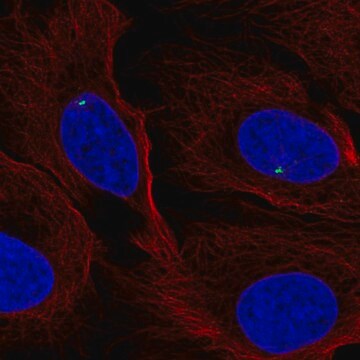 Anti-FGFR1OP antibody produced in rabbit Prestige Antibodies&#174; Powered by Atlas Antibodies, affinity isolated antibody