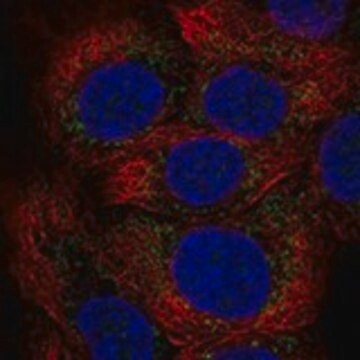 Anti-MXRA5 antibody produced in rabbit Prestige Antibodies&#174; Powered by Atlas Antibodies, affinity isolated antibody, buffered aqueous glycerol solution