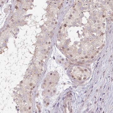 Anti-DZIP1 antibody produced in rabbit Prestige Antibodies&#174; Powered by Atlas Antibodies, affinity isolated antibody, buffered aqueous glycerol solution