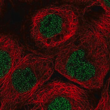 Anti-TNFRSF10A antibody produced in rabbit Prestige Antibodies&#174; Powered by Atlas Antibodies, affinity isolated antibody