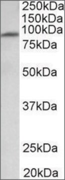 Anti-MFSD6 antibody produced in goat affinity isolated antibody, buffered aqueous solution