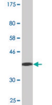 Monoclonal Anti-IFNA13 antibody produced in mouse clone 3F9, purified immunoglobulin, buffered aqueous solution