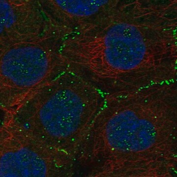 Anti-FBLIM1 antibody produced in rabbit Prestige Antibodies&#174; Powered by Atlas Antibodies, affinity isolated antibody