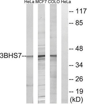 Anti-HSD3B7 antibody produced in rabbit affinity isolated antibody