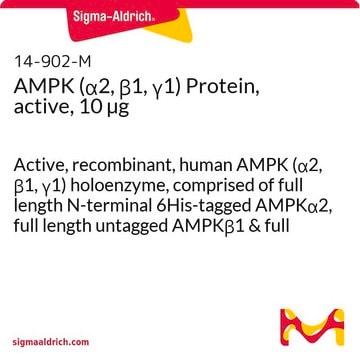 AMPK (&#945;2, &#946;1, &#947;1) Protein, active, 10 &#181;g Active, recombinant, human AMPK (&#945;2, &#946;1, &#947;1) holoenzyme, comprised of full length N-terminal 6His-tagged AMPK&#945;2, full length untagged AMPK&#946;1 &amp; full length untagged AMPK&#947;1. For use in Kinase Assays.