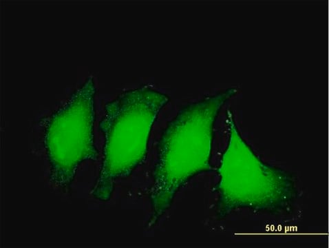 Monoclonal Anti-IL1B antibody produced in mouse clone 2A8, purified immunoglobulin, buffered aqueous solution