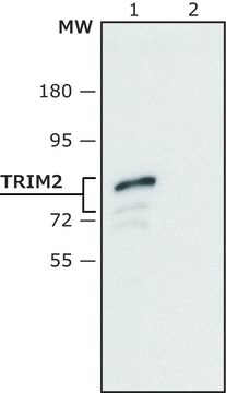 Anti-TRIM2 (C-terminal region) antibody produced in rabbit ~1.0&#160;mg/mL, affinity isolated antibody