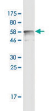 Monoclonal Anti-CNN1 antibody produced in mouse clone 3C7-2A6, purified immunoglobulin, buffered aqueous solution