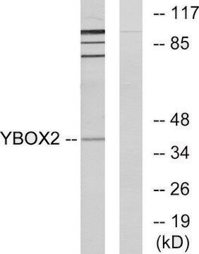 Anti-YBOX2 antibody produced in rabbit affinity isolated antibody