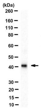 Anticorps anti-ORF1p de LINE-1, clone&nbsp;4H1 clone 4H1, from mouse