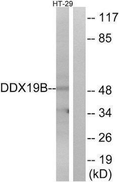 Anti-DDX19B antibody produced in rabbit affinity isolated antibody