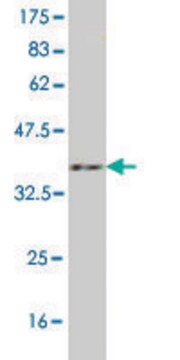 Monoclonal Anti-CDH11 antibody produced in mouse clone 4D10, purified immunoglobulin, buffered aqueous solution