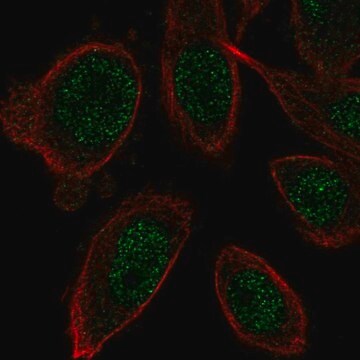 Anti-ZNF664 antibody produced in rabbit Prestige Antibodies&#174; Powered by Atlas Antibodies, affinity isolated antibody