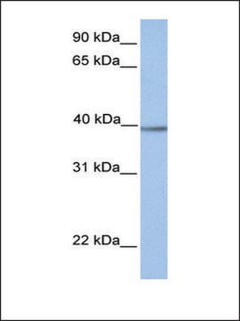 Anti-AMT antibody produced in rabbit affinity isolated antibody