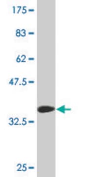 Monoclonal Anti-TOPORS antibody produced in mouse clone 6E7, purified immunoglobulin, buffered aqueous solution