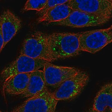 Anti-Scyl3 Antibody Produced In Rabbit Prestige Antibodies&#174; Powered by Atlas Antibodies, affinity isolated antibody, buffered aqueous glycerol solution