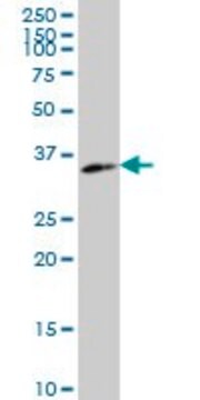 Monoclonal Anti-WDR5 antibody produced in mouse clone 2C2, ascites fluid