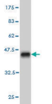 Monoclonal Anti-HELZ antibody produced in mouse clone 1C11, purified immunoglobulin, buffered aqueous solution