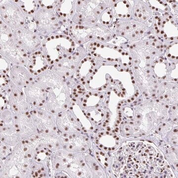 Anti-ZRANB2 antibody produced in rabbit Prestige Antibodies&#174; Powered by Atlas Antibodies, affinity isolated antibody, buffered aqueous glycerol solution