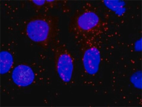 ANTI-SMAD4 antibody produced in mouse clone 3D7, purified immunoglobulin, buffered aqueous solution