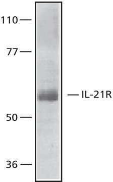 Anti-Interleukin-21 Receptor, N-Terminal antibody produced in rabbit ~0.5&#160;mg/mL, affinity isolated antibody, buffered aqueous solution