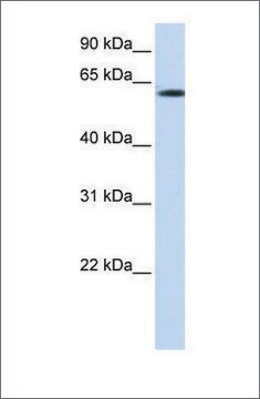 Anti-FBXO24 (ab3) antibody produced in rabbit affinity isolated antibody