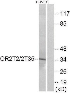 Anti-OR2T2 antibody produced in rabbit affinity isolated antibody