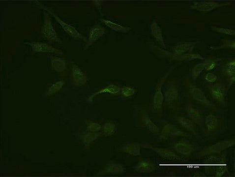 Monoclonal Anti-ASB3 antibody produced in mouse clone 3E5, purified immunoglobulin, buffered aqueous solution