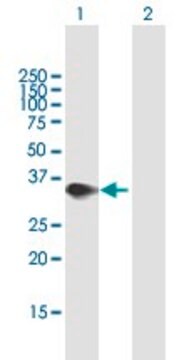 Anti-PPP2R3B antibody produced in mouse purified immunoglobulin, buffered aqueous solution