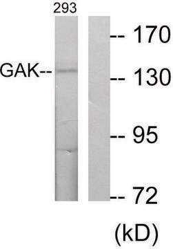 Anti-GAK antibody produced in rabbit affinity isolated antibody