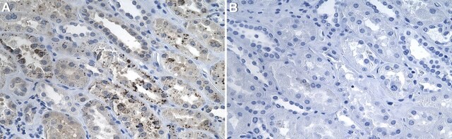 Anti-Caspase-9 Antibody, clone 1G22 ZooMAb&#174; Rabbit Monoclonal recombinant, expressed in HEK 293 cells