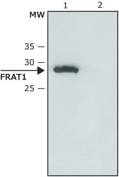 Anti-FRAT1 antibody produced in rabbit ~1.5&#160;mg/mL, affinity isolated antibody, buffered aqueous solution