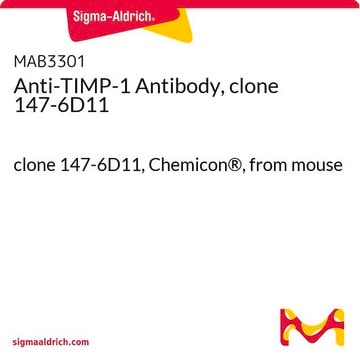 Anti-TIMP-1 Antibody, clone 147-6D11 clone 147-6D11, Chemicon&#174;, from mouse