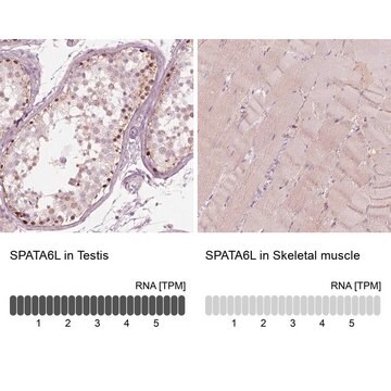 Anti-SPATA6L antibody produced in rabbit Prestige Antibodies&#174; Powered by Atlas Antibodies, affinity isolated antibody, buffered aqueous glycerol solution