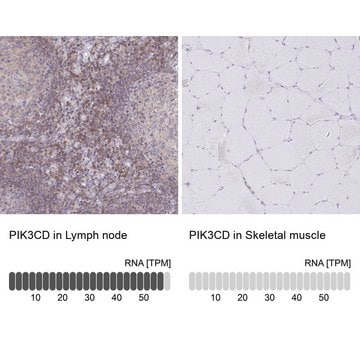 Anti-PIK3CD antibody produced in rabbit Prestige Antibodies&#174; Powered by Atlas Antibodies, affinity isolated antibody, buffered aqueous glycerol solution