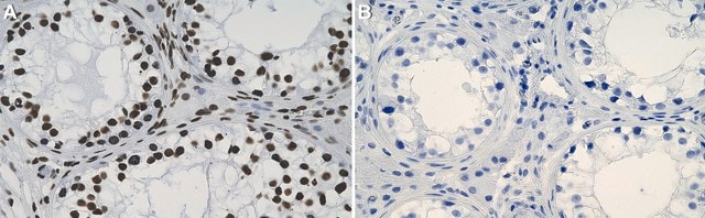 Anti-PAX7 Antibody, clone 2D12 ZooMAb&#174; Rabbit Monoclonal recombinant, expressed in HEK 293 cells