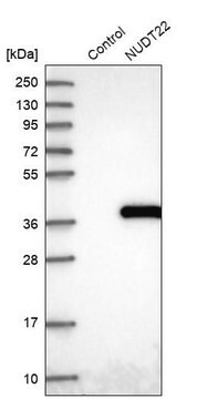 Anti-NUDT22 antibody produced in rabbit Prestige Antibodies&#174; Powered by Atlas Antibodies, affinity isolated antibody, buffered aqueous glycerol solution