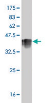 ANTI-CACNB2 antibody produced in mouse clone 6H6, purified immunoglobulin, buffered aqueous solution