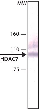 Anti-Histone Deacetylase 7 (HDAC7) antibody, Mouse monoclonal clone HDAC7-97, purified from hybridoma cell culture